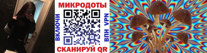 что такое   Змеиногорск  Галлюциногенные грибы Psilocybe 